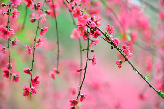 凌霄花