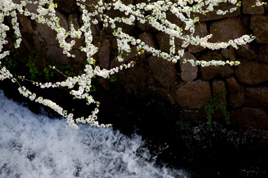 李花 溪水 溪流