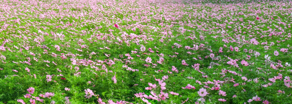 格桑花 花海