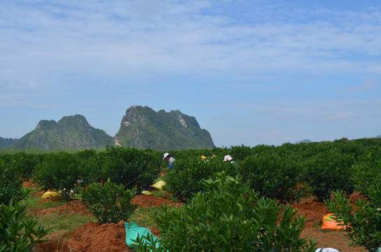 沃柑种植