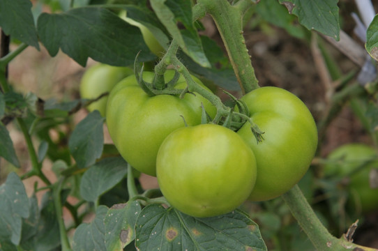 植株上的番茄