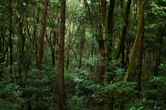 原始森林 树林