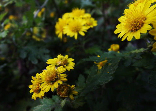 中药材野菊花