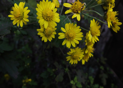 中药材野菊花