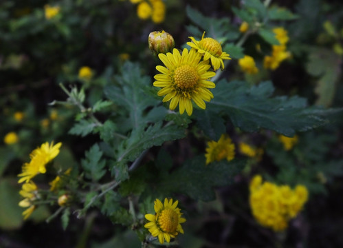 中药材野菊花