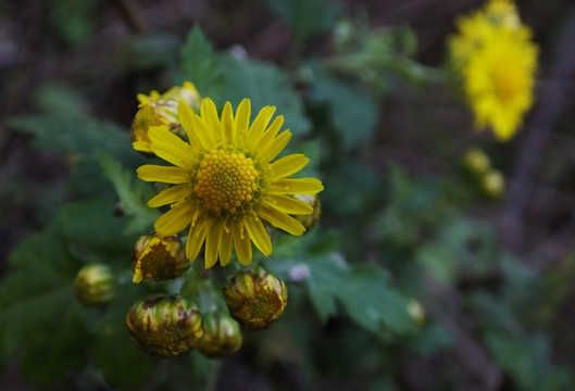 中药材野菊花