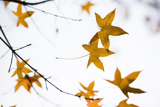 楓葉 楓樹(shù) 紅葉 秋景 秋色