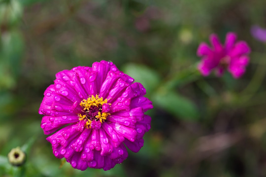 露珠与花朵