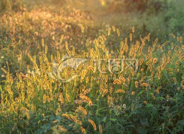 夕阳下的狗尾草