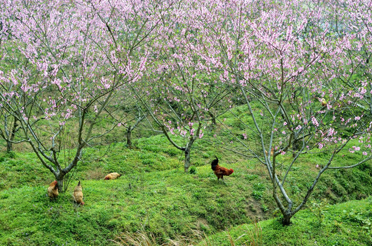 桃花林