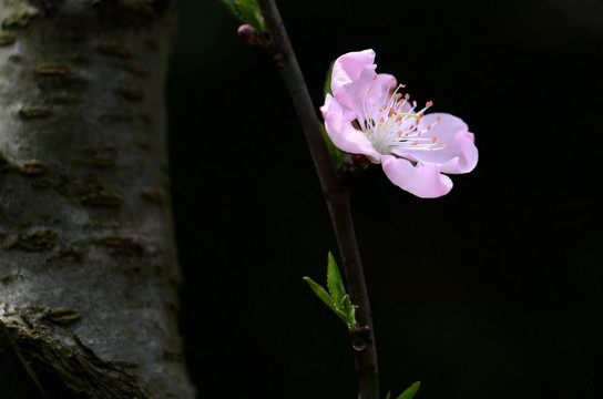 桃花