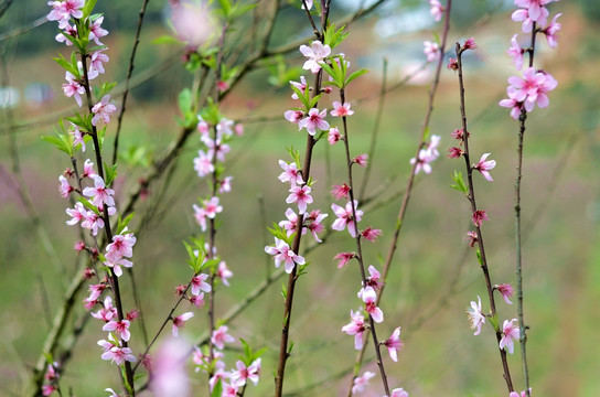 桃花桃枝