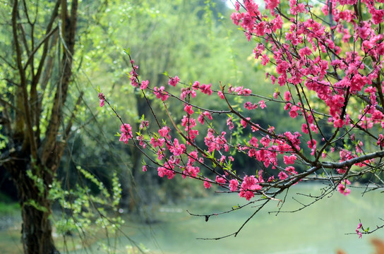 桃花