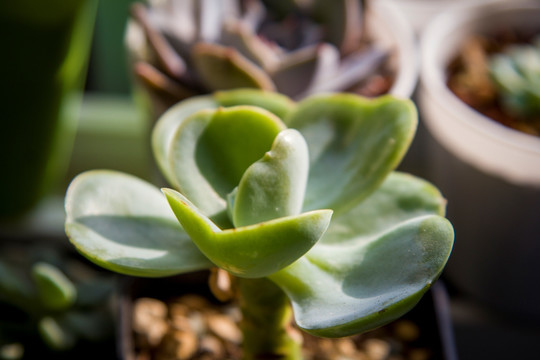 多肉植物组合