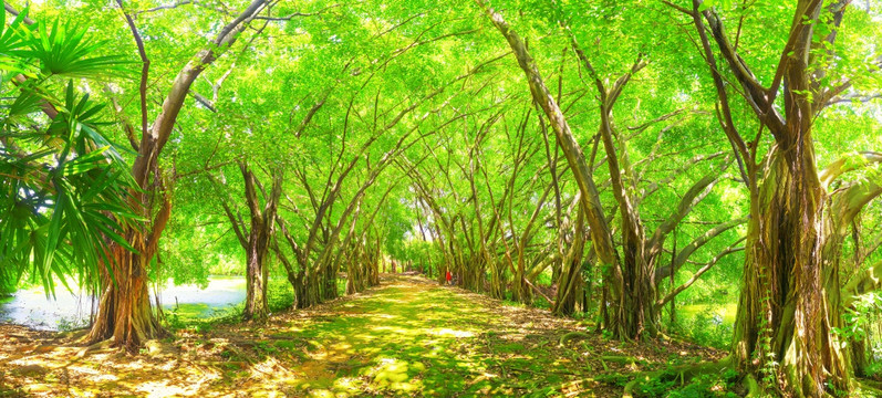 阳光森林小路 全景大画幅