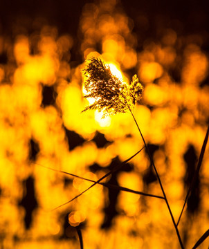 夕阳下的芦苇花