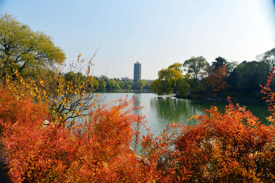 北京大学校园秋色