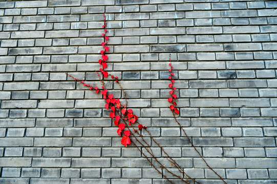 红叶与砖墙
