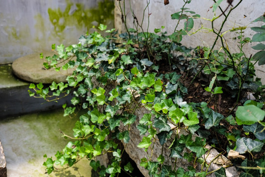 绿叶水栽植物