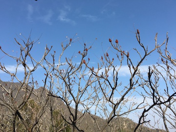 山中树木  秋天