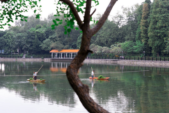 捞水草 清理湖面 环卫工作