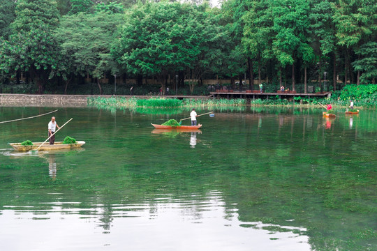 捞水草 清理湖面 环卫工作