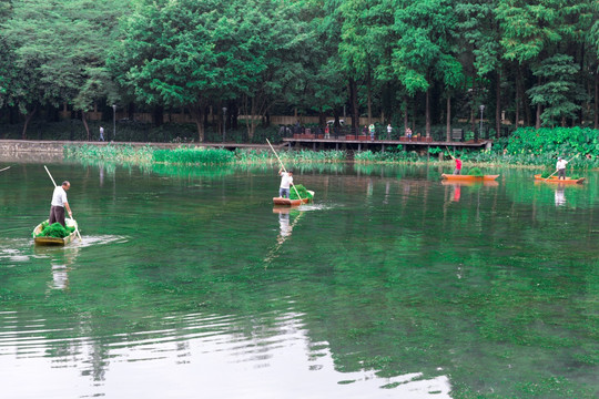 捞水草 清理湖面 环卫工作