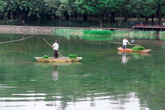 捞水草 清理湖面 环卫工作