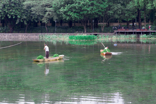 捞水草 清理湖面 环卫工作