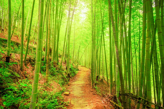 竹林小路