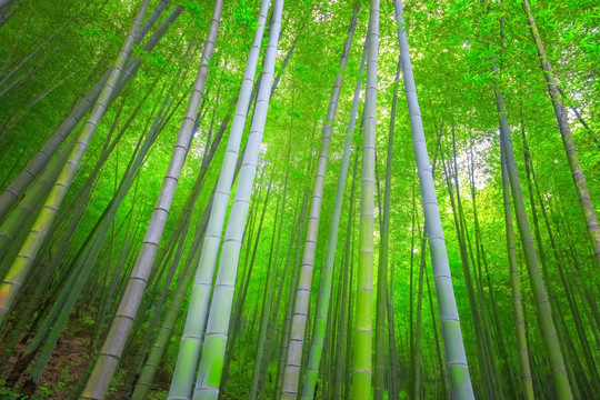 竹林風景