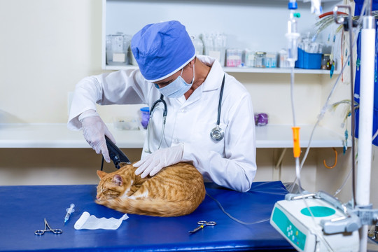 兽医为猫做治疗