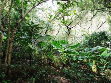 森林保护区