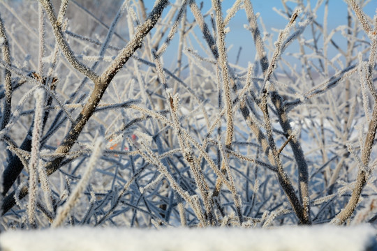 玉树琼枝