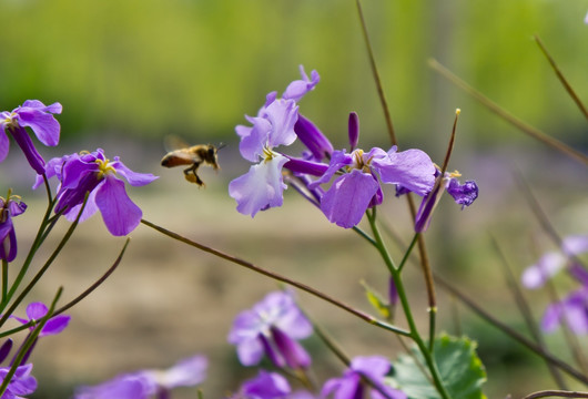 蜜蜂