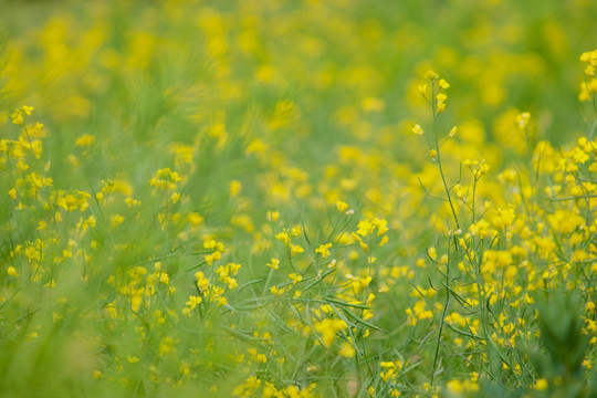 油菜花