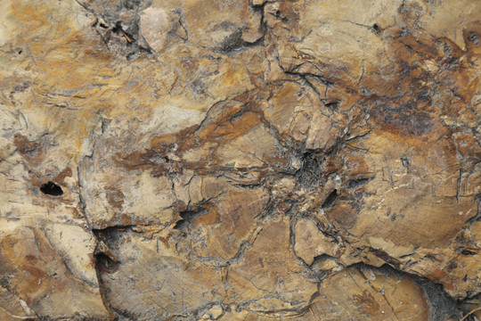 木化石 背景素材