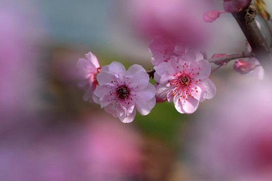 花背景