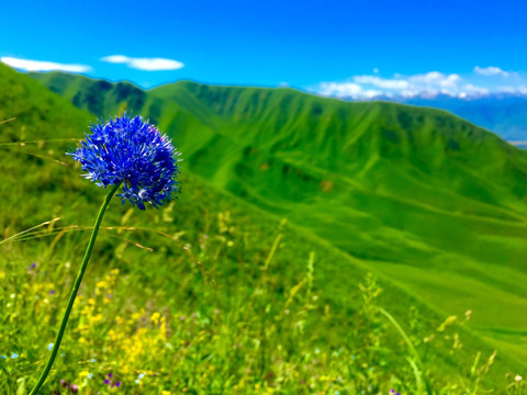 山上野花