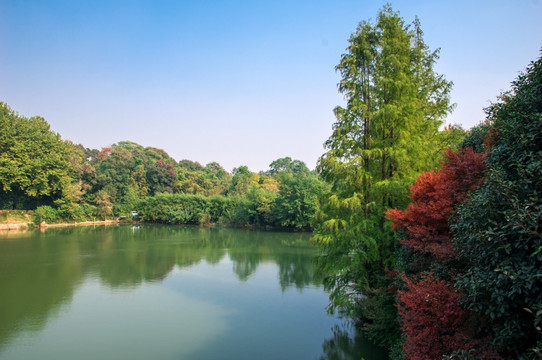 青山绿水树木