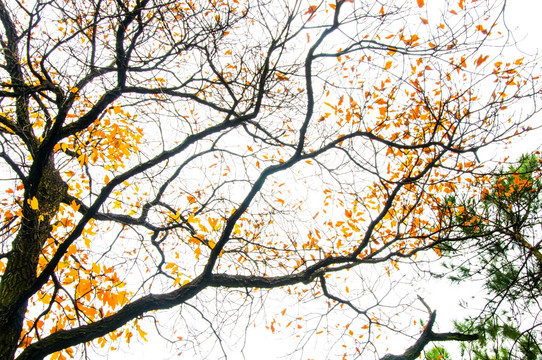 秋天树杈