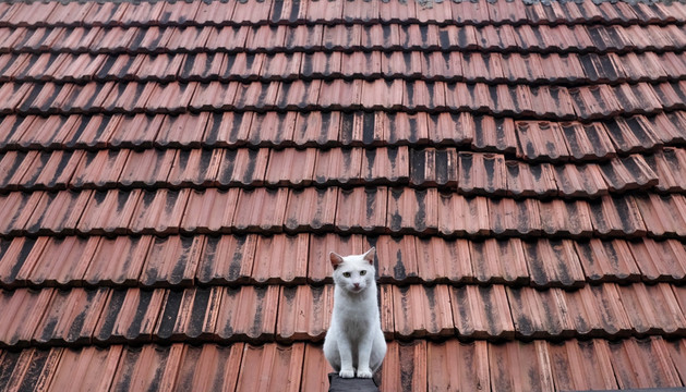 屋檐上的猫