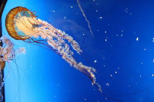 水母 海水生物 海洋动物