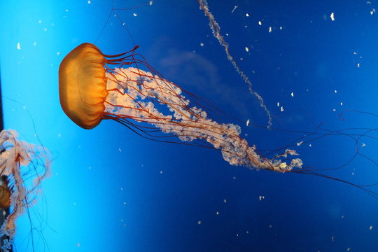水母 海水生物 海洋动物