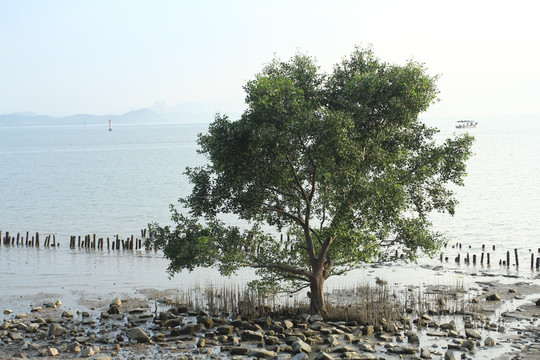 海滩上的一棵树