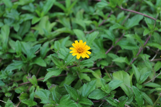 野菊花