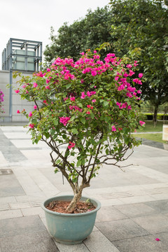 杜鹃花 映山红