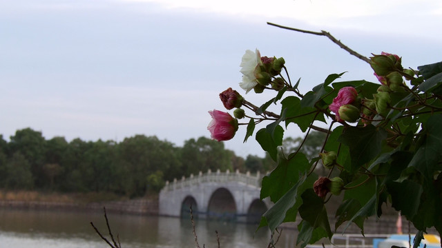 木芙蓉