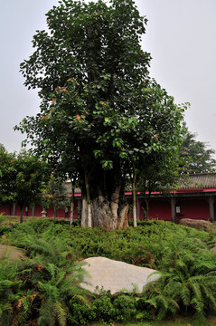 峨眉山大佛禅院 菩提树