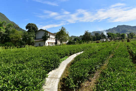 农村田园农家风景